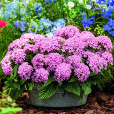 Delray Plants Live Pentas - Outdoor Plants - Fresh from the Farm - Pink - 4 pack   566254572